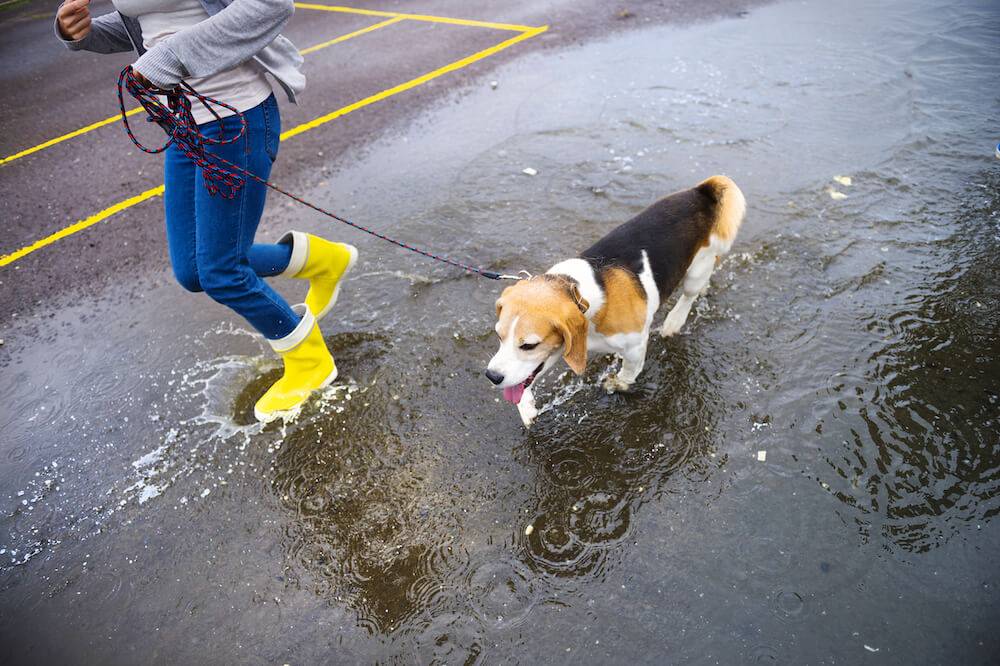 frau-hund-regen