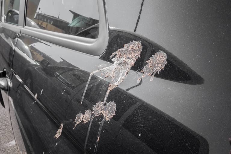 vogelkot am fahrzeug entfernen