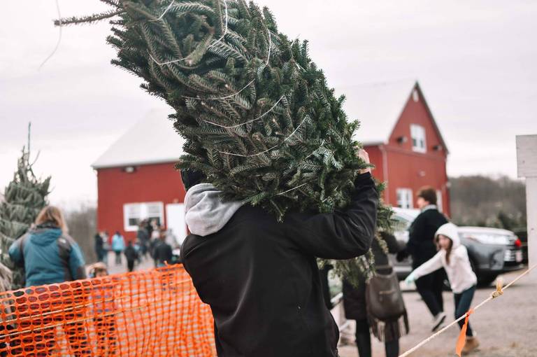 Weihnachtsbaum transportieren Weihnachtsbaum transportieren