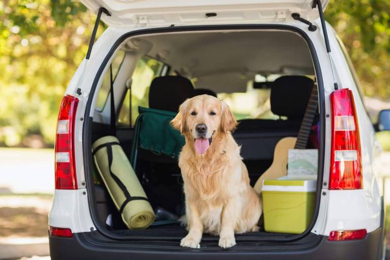 hund auto header image hund auto header image
