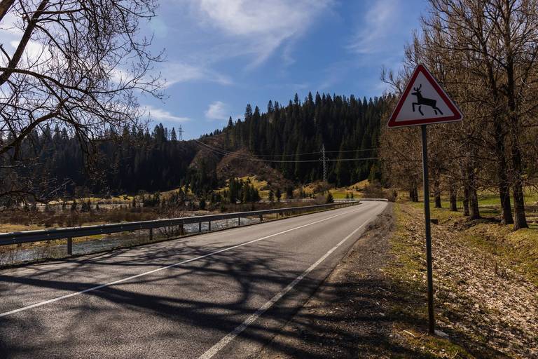 Wildunfall mit dem Auto