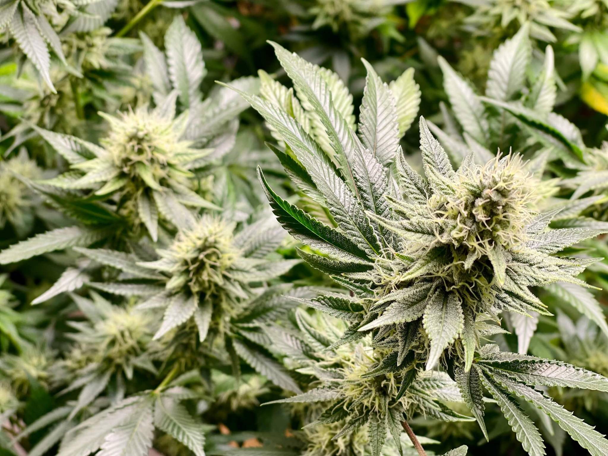 Elegantes Medizinisches Cannabis Auto Fahren Fotos