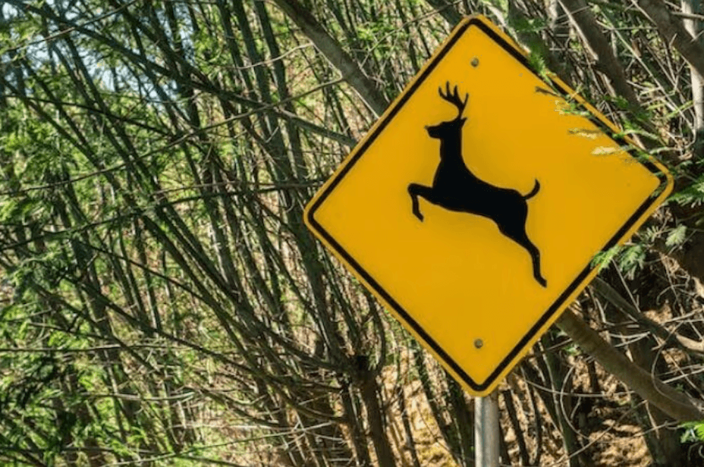 Strassenschild zur Warnung von Wildwechsel