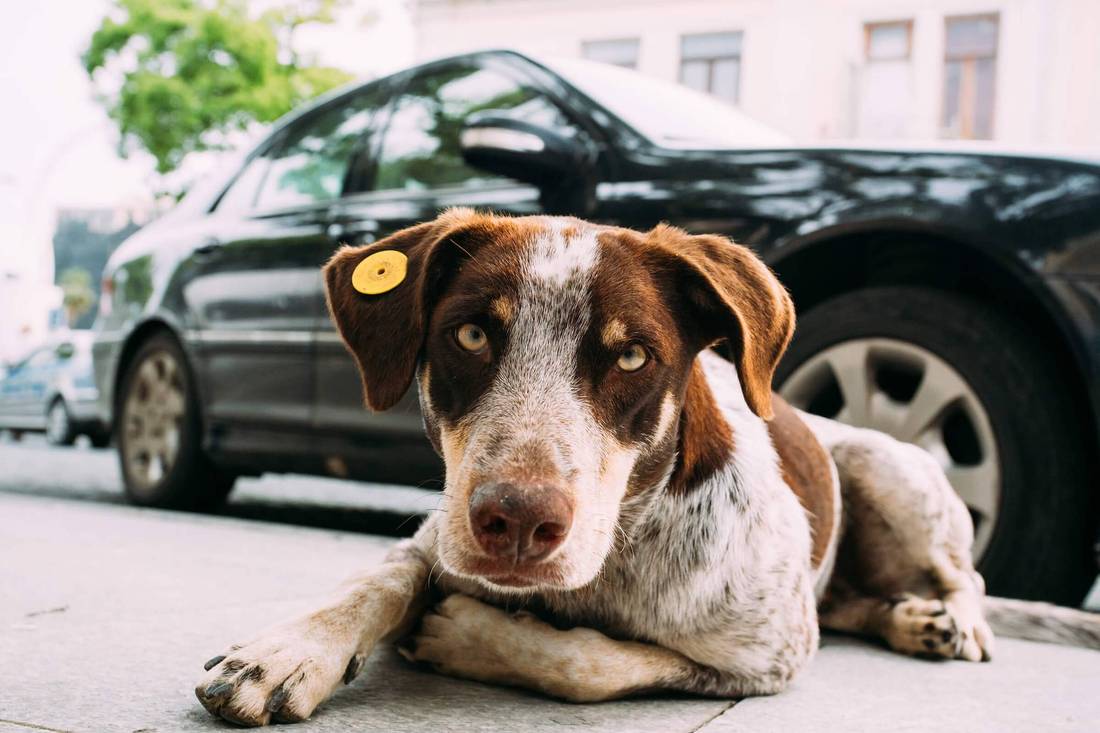 hund sitzt vorm auto hund sitzt vorm auto