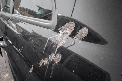 vogelkot am fahrzeug entfernen