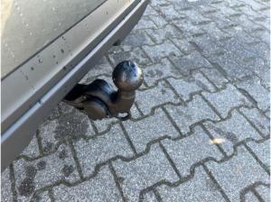 Skoda Kamiq Balance 1.5 TSI *DSG*TRAVEL*NAVI*SHZ*AHK*RFK*