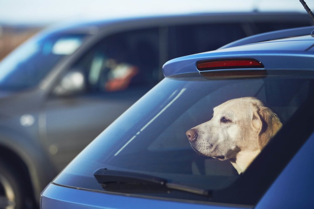 Tipps für Autofahrer: Wie Sie Hunde im Auto am besten transportieren