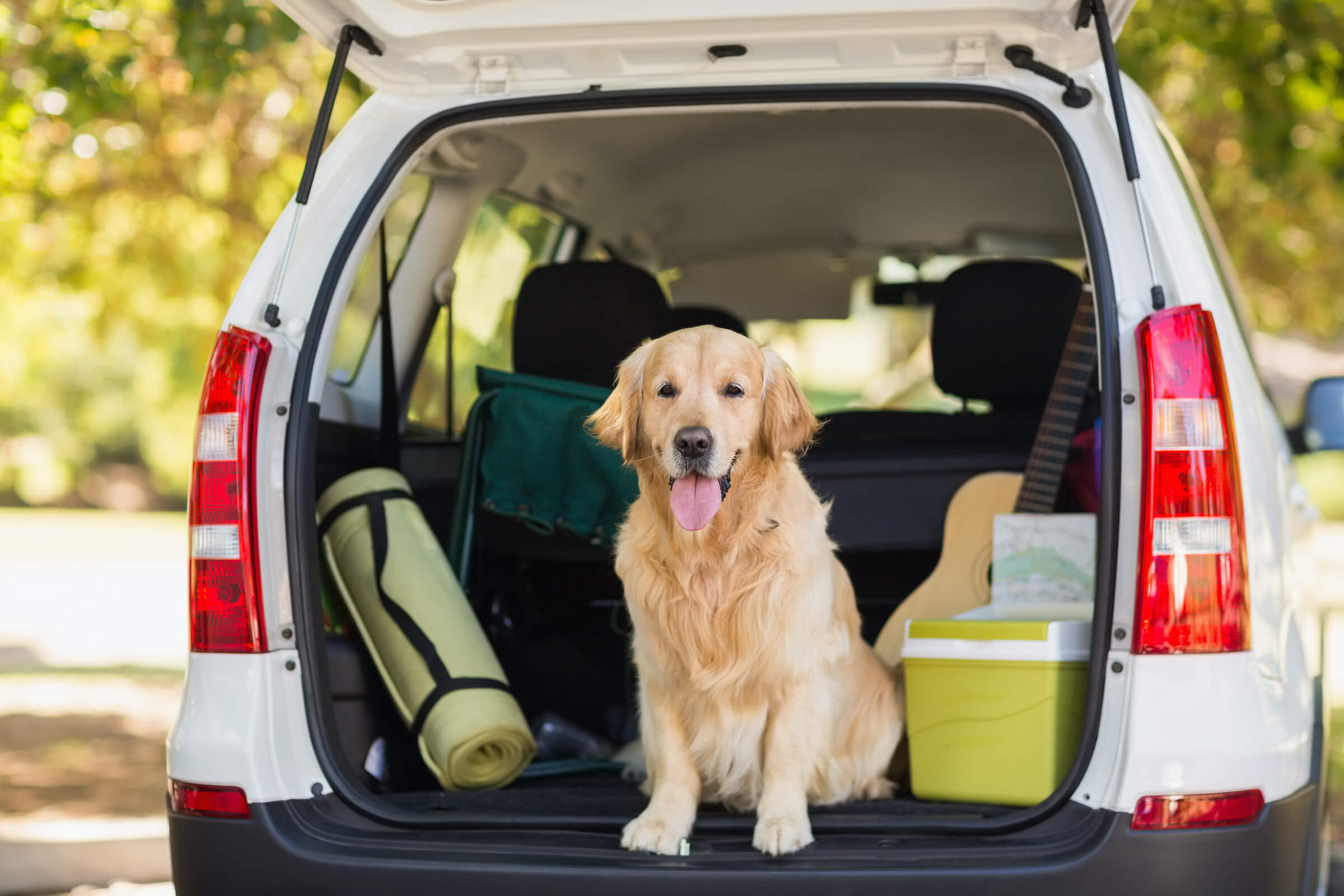 Your pet big. Собака в багажнике. Собака в багажнике автомобиля. Путешествие с собакой на машине. Для перевозки собак в автомобиле.