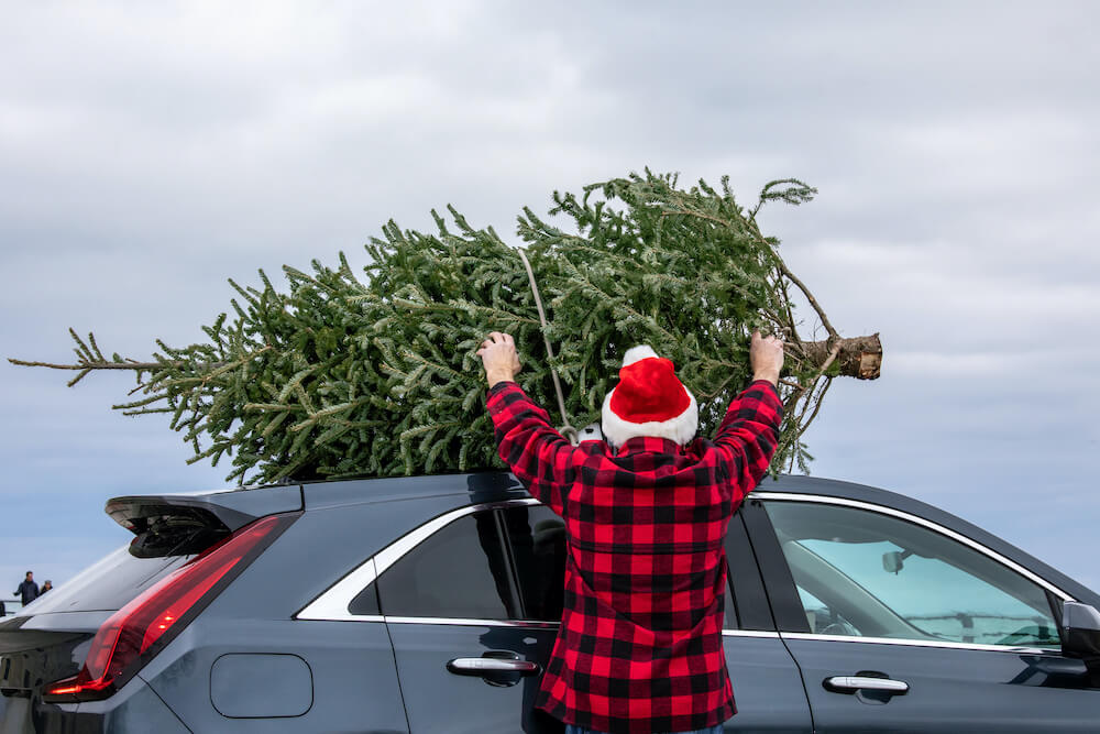 Weihnachtsbaum sicher transportieren: Kofferraum & Autodach