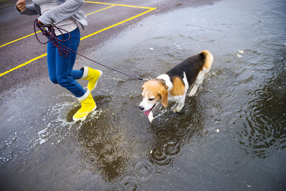 frau mit hund in pfützen bei regen