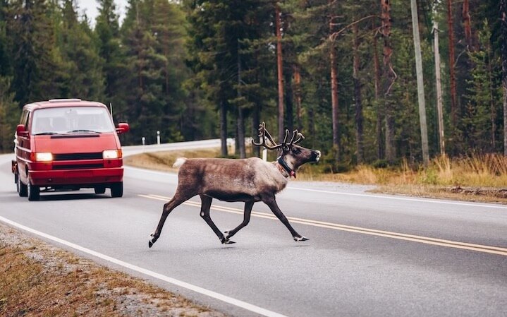 wildwechsel auf der strasse