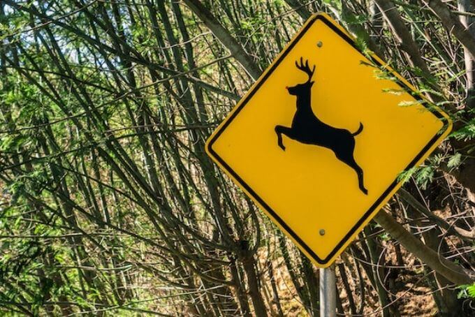 strassenschild zur warnung von wildwechsel