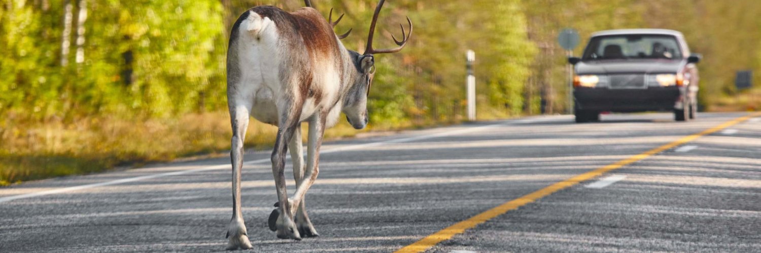 wildunfall mit dem auto