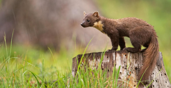 marderschutz fuer das auto