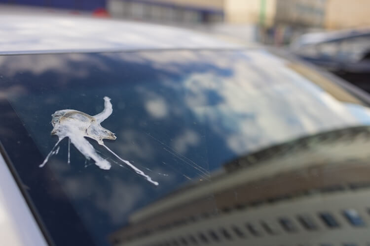 vogelkot von der windschutzscheibe entfernen