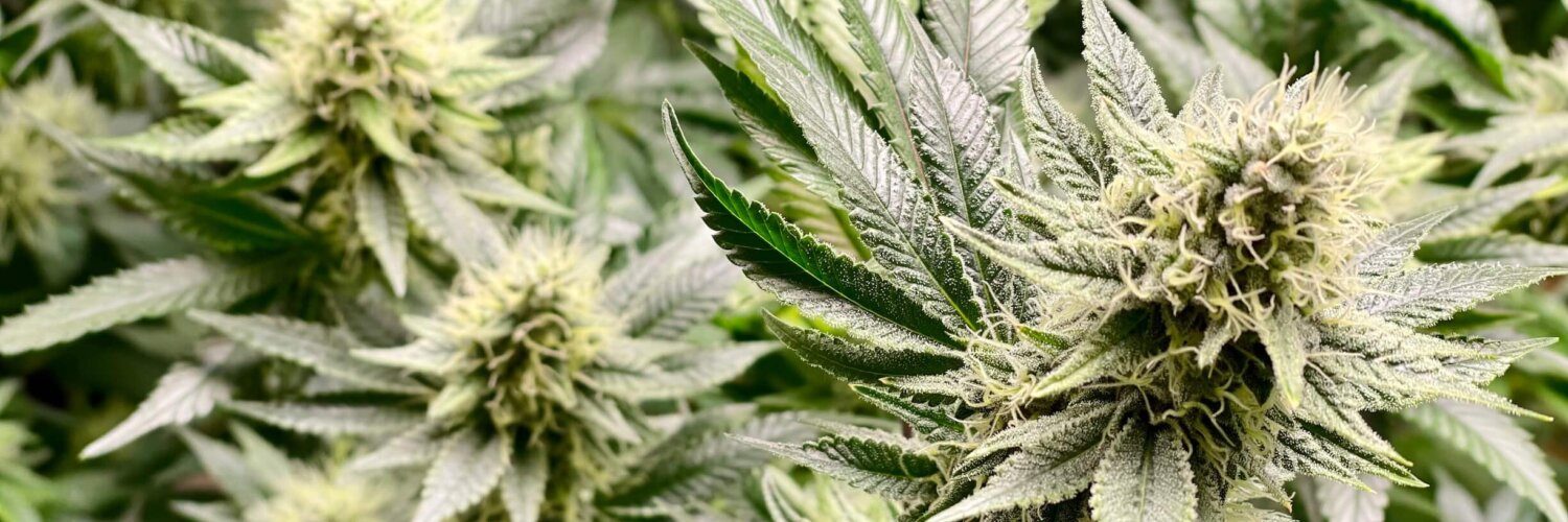 cannabis am steuer cannabisgesetz 2024