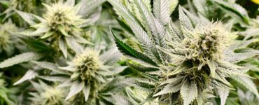 cannabis am steuer cannabisgesetz 2024